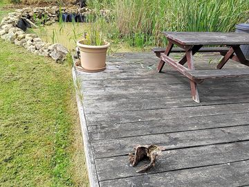 Picnic area