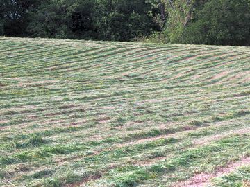 Grassy pitch