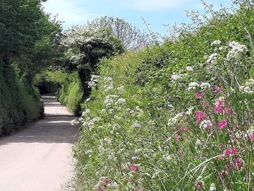 The pretty devon lanes outside the campsite in spring