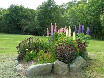 Flowers on the park