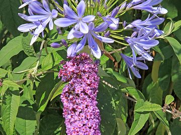 Colourful flowers