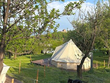 Bell tents among the trees