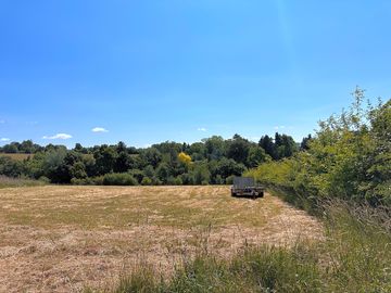 Wild meadow