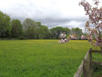 The meadow at "goldings"