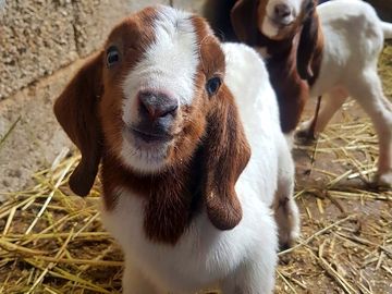 Resident goats