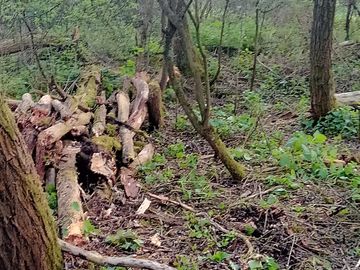 Logs – a hiding place for mini beasts