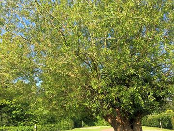 Tree in the centre of the site