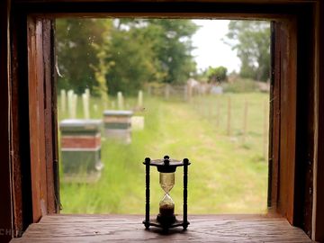 Looking out to the bee hives