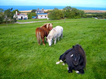 Local ponies