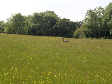 A visitor in the camping field