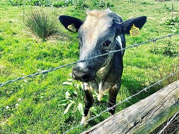 Local residents