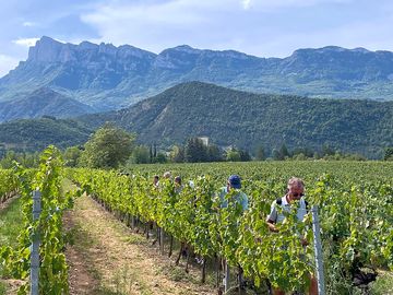 Balade dans les vignes de la vallée sur la route de la clairette
