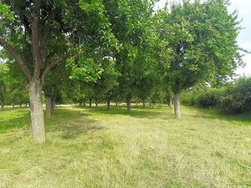 Pitch between the trees