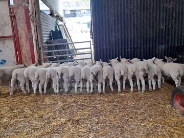 Woolly bottoms