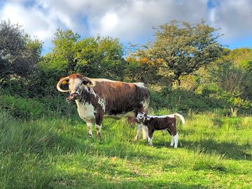 Longhorn cow and calf