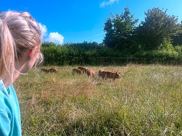 Morning visit from the piglets