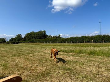 Dorothy's field - fully enclosed dog area