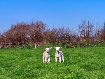Site is on a working farm with lambs in spring