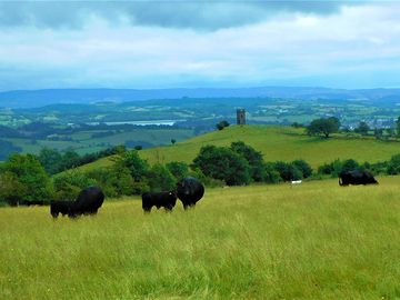 Welsh black cows and calves adding to the landscape