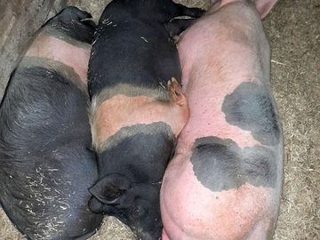 Sleeping tight