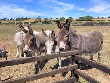 The resident donkeys popping by to say hello