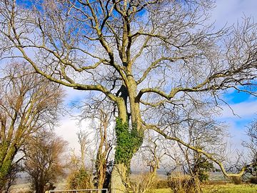 Ash tree in early spring