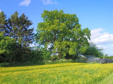 The big oak in Little Paddock