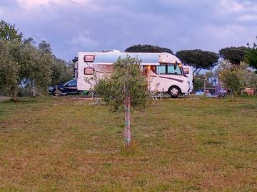 Pitches set amid olive trees