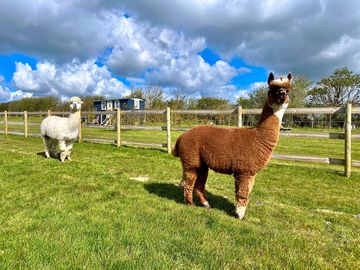 Alpaca field (added by manager 07 May 2024)