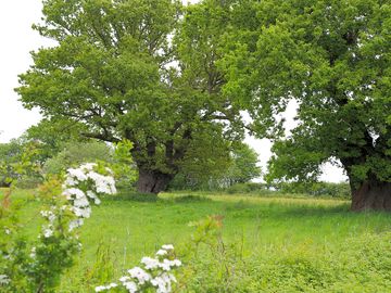 Oaks