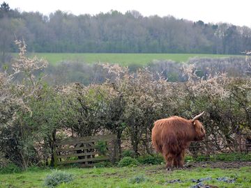 Duncan the highland cow
