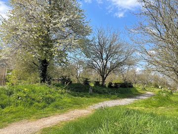 Meadow