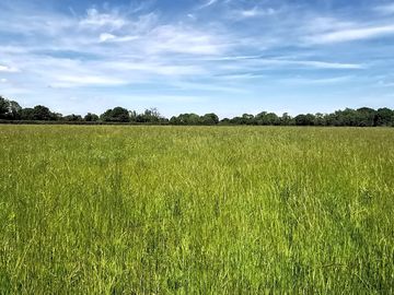 The meadow before mowing