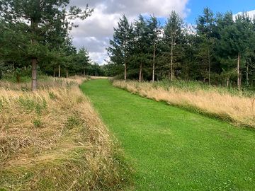 Mown forest walkway