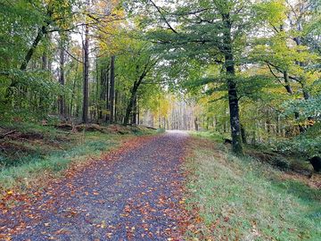 One of the local woodland walks
