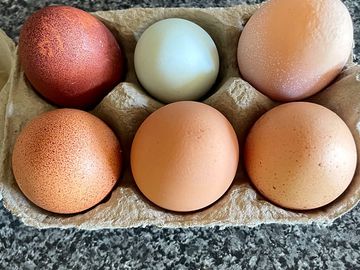 Rainbow eggs!