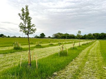 Stroll around the newly planted cider orchard