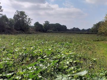 Field before being cleared for camping