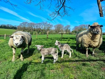 Sheep family