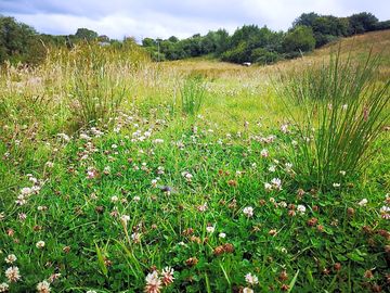 Wildflowers