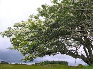 Maytree over the field