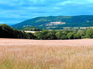 Looking across they hay field towards hurlstone point and the bristol channel