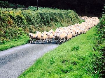 Sheep at rush hour