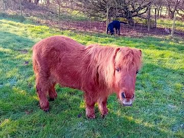 Molly the shetland with young hugo the black lab in the background