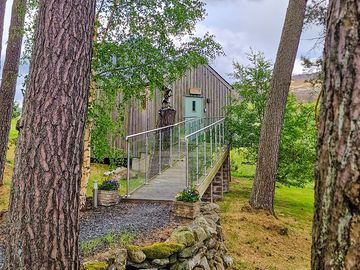 Entrance of scots pine