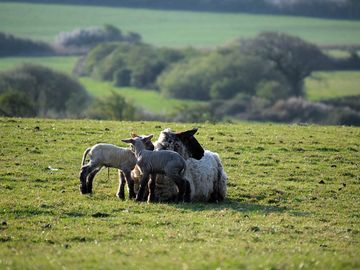 Ewe and twin lambs