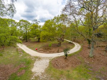 Forest setting