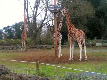 Baby giraffe at the zoo