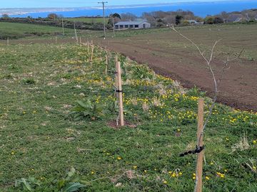 Newly-planted oaks on the clover field