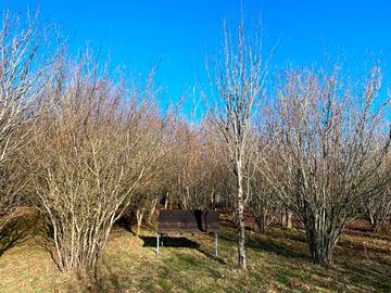 Hazels in winter